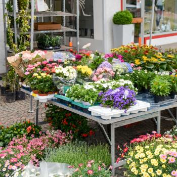 Garten & Genussmarkt Kastelbell 2018; Fotos: Inge