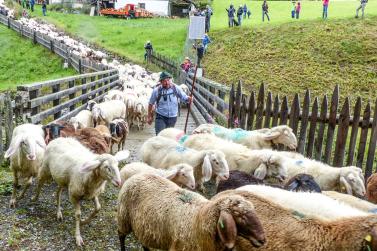 „Schoufschoad“ in Langtaufers, 7. September 2019. Fotos: Sepp