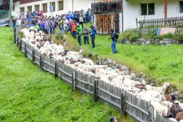 „Schoufschoad“ in Langtaufers, 7. September 2019. Fotos: Sepp