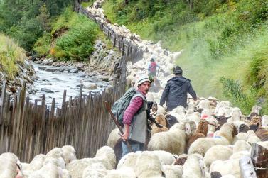 „Schoufschoad“ in Langtaufers, 7. September 2019. Fotos: Sepp