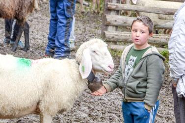 „Schoufschoad“ in Langtaufers, 7. September 2019. Fotos: Sepp