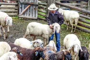 „Schoufschoad“ in Langtaufers, 7. September 2019. Fotos: Sepp