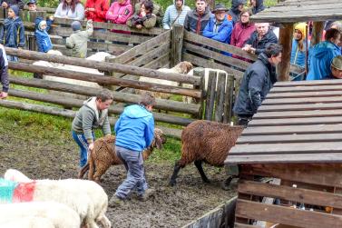 „Schoufschoad“ in Langtaufers, 7. September 2019. Fotos: Sepp