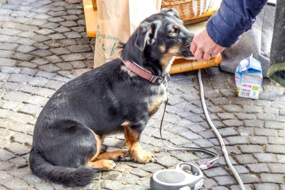 Bunter Herbstmarkt in Glurns, 12. Oktober 2019. Fotos: Sepp
