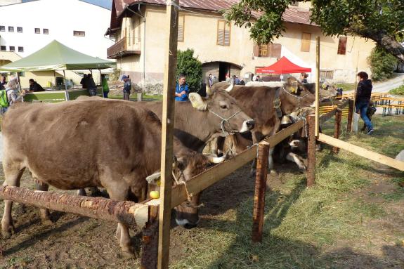 Gollimorkt 2018 in Mals; Fotos: Sepp