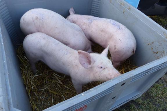 Landsprachmarkt 2019 in Goldrain. Fotos: Sepp