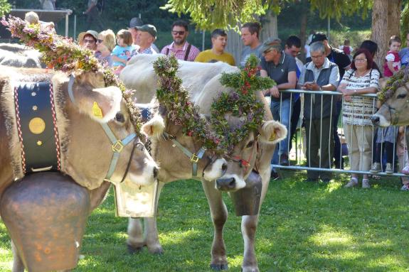 Marteller Almabtrieb 2018; Fotos: Sepp