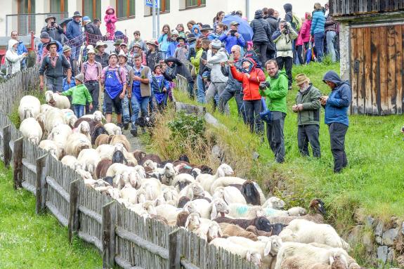 „Schoufschoad“ in Langtaufers, 7. September 2019. Fotos: Sepp