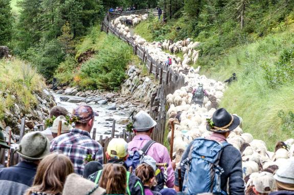 „Schoufschoad“ in Langtaufers, 7. September 2019. Fotos: Sepp