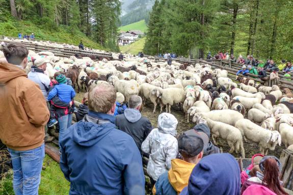 „Schoufschoad“ in Langtaufers, 7. September 2019. Fotos: Sepp