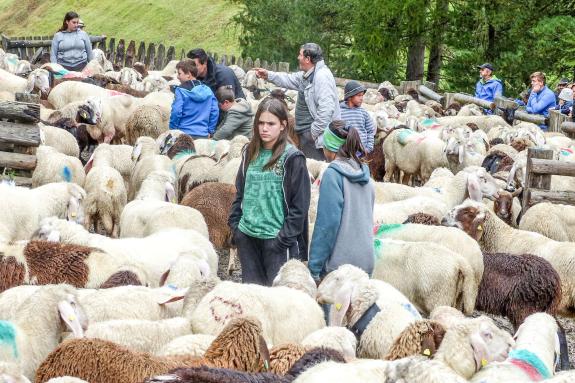 „Schoufschoad“ in Langtaufers, 7. September 2019. Fotos: Sepp