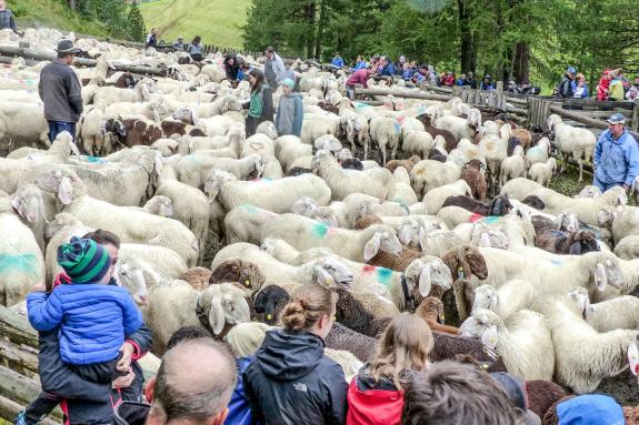 „Schoufschoad“ in Langtaufers, 7. September 2019. Fotos: Sepp