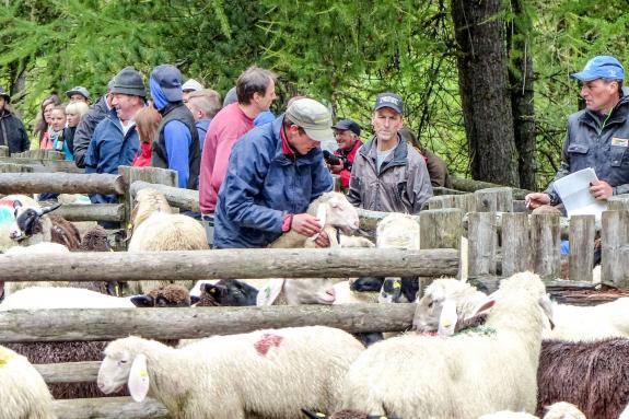 „Schoufschoad“ in Langtaufers, 7. September 2019. Fotos: Sepp
