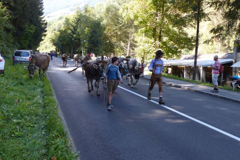 Marteller Almabtrieb 2018; Fotos: Sepp