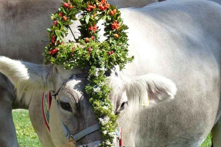 Marteller Almabtrieb 2018; Fotos: Sepp