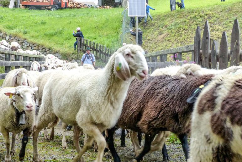 „Schoufschoad“ in Langtaufers, 7. September 2019. Fotos: Sepp