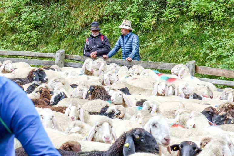 „Schoufschoad“ in Langtaufers, 7. September 2019. Fotos: Sepp