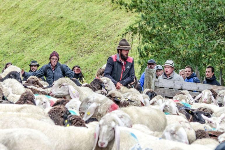 „Schoufschoad“ in Langtaufers, 7. September 2019. Fotos: Sepp