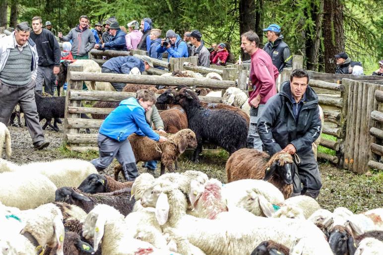 „Schoufschoad“ in Langtaufers, 7. September 2019. Fotos: Sepp